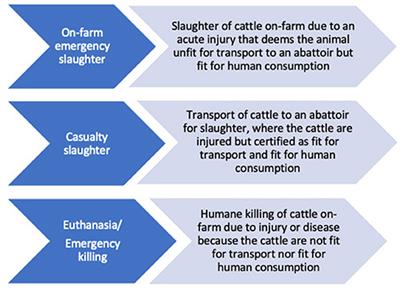 On Farm Emergency Slaughter and Emergency Killing of Acutely Injured Cattle: Analysis of Guidelines From Five Jurisdictions